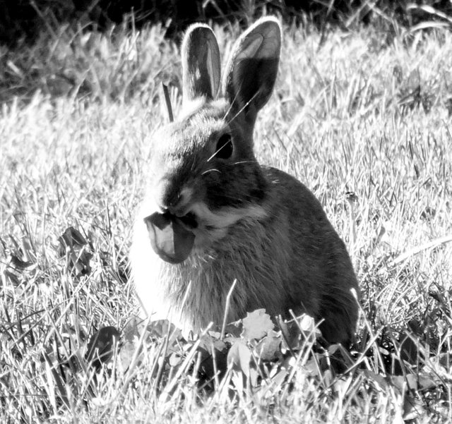 RD0173BWBunneh.jpg