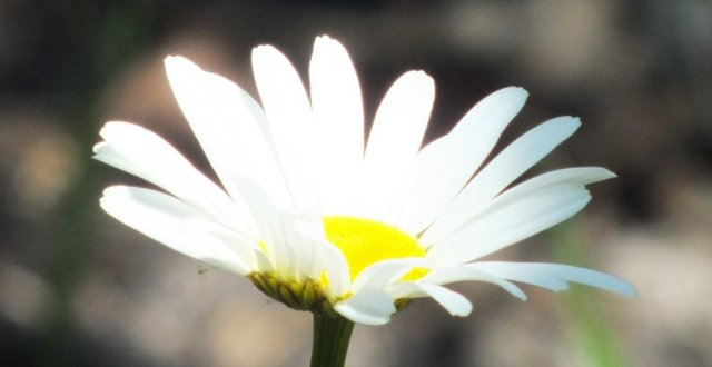 RD0170Daisy.jpg