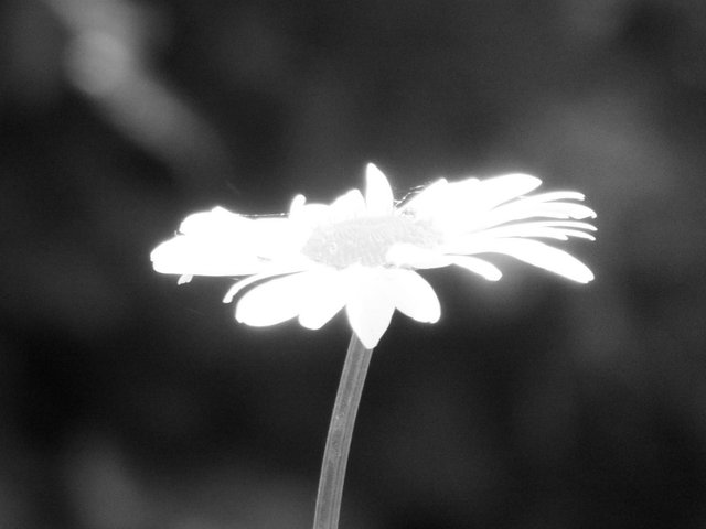 RD0036DaisyBW.jpg