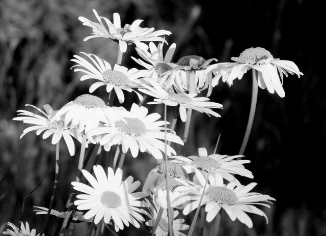 RD0174BWDaisies.jpg