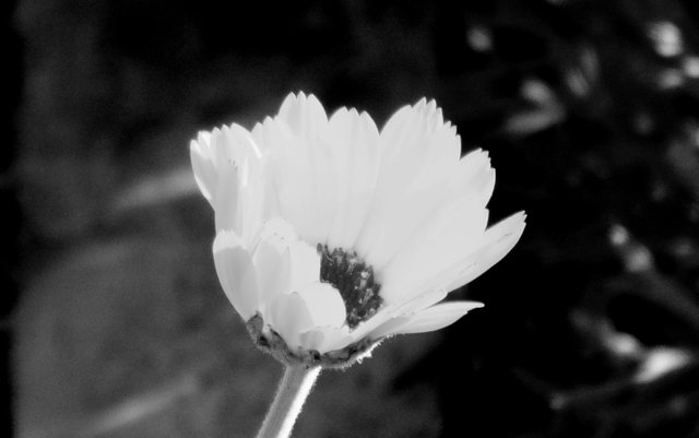 RD0201Calendula.jpg