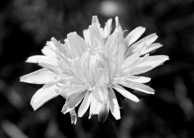 RDX003Dandelion.jpg