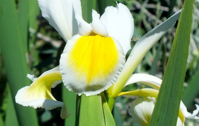 RD0205Iris.jpg