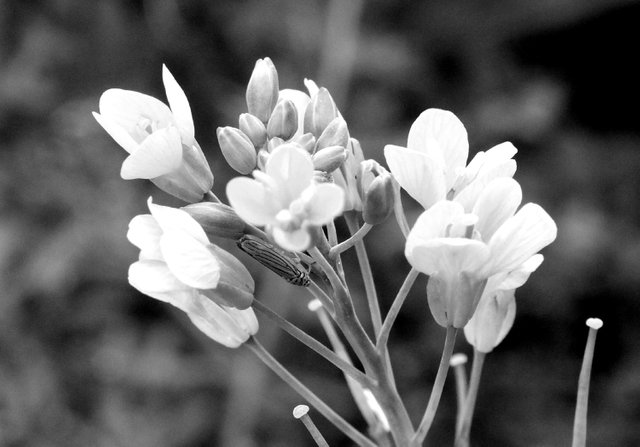 RD0217MustardFlowerBW.jpg