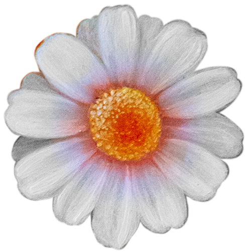 daisy.png
