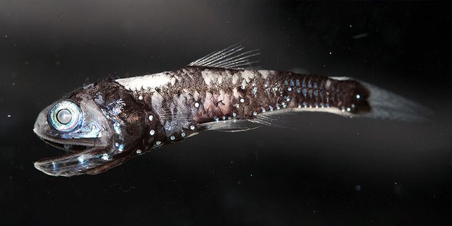 opsins_lanternfish_1000x500.jpg