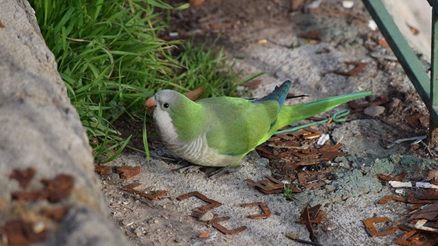 monkparakeet1universal.jpg