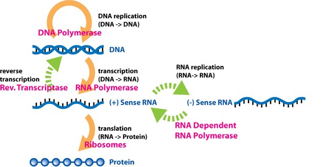 Extended_Central_Dogma_with_Enzymes.jpg