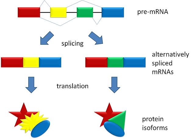 640pxSplicing_overview.jpg