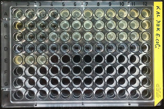 800pxEscherichia_coli_MHK_MIC_96_Mikrotiterplatte_448.jpg