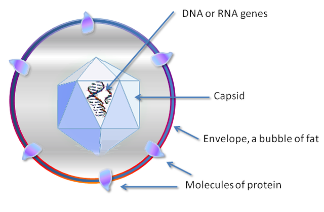 Virus_stucture_simple.png