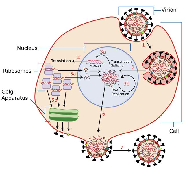 Virus_Replication.svg.png