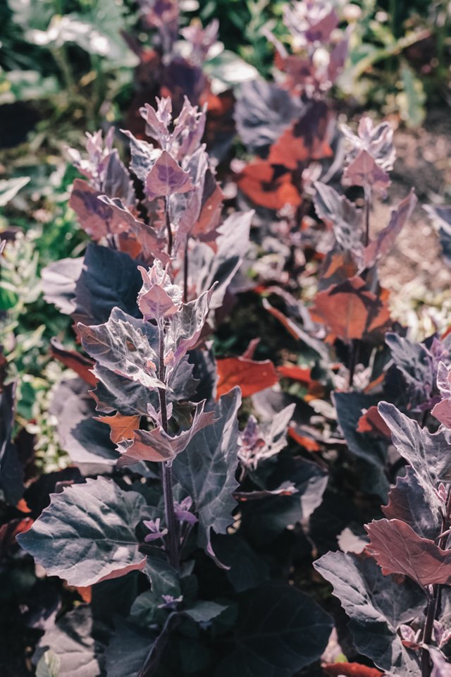 orach1.jpg