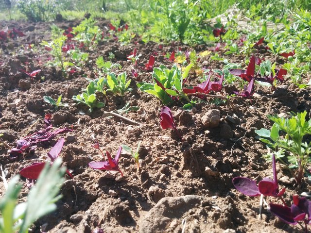 Hundreds of sustainable Purple Orach seedlings