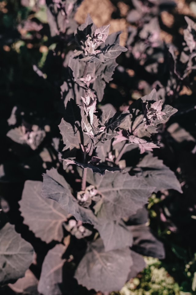 orach9.jpg