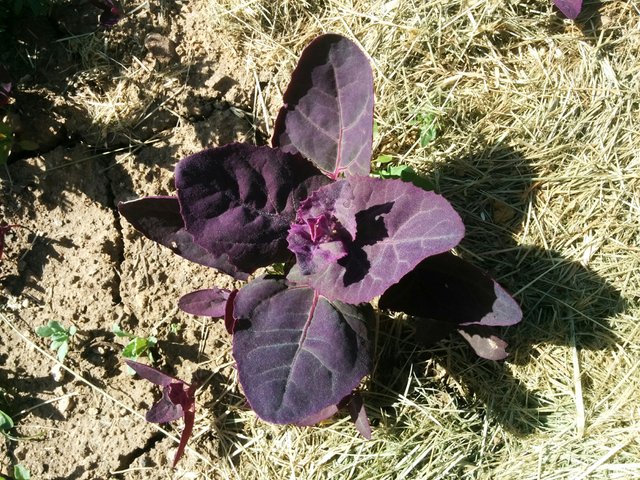 Purple Orach sprouting at the Homestead