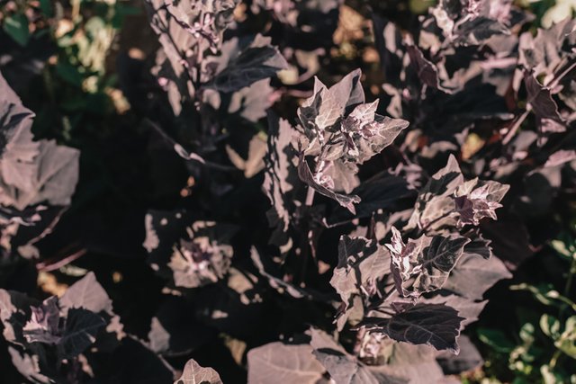 orach11.jpg