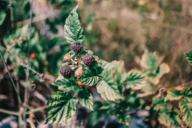 blackcapraspberries4.jpg