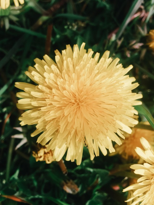 dandelion1.jpg