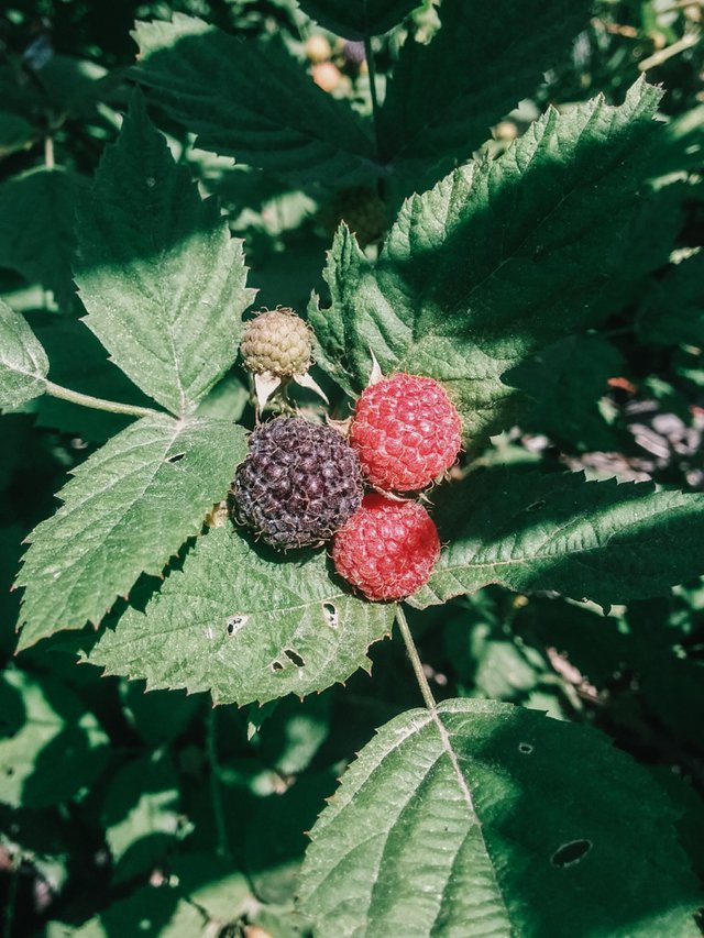 blackcapraspberries1.jpg