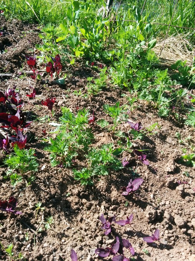 Orach and Larkspur self sowed seedlings in the garden at our homestead
