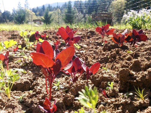 Sustainable Purple Orach reaching for the sun in the homestead garden