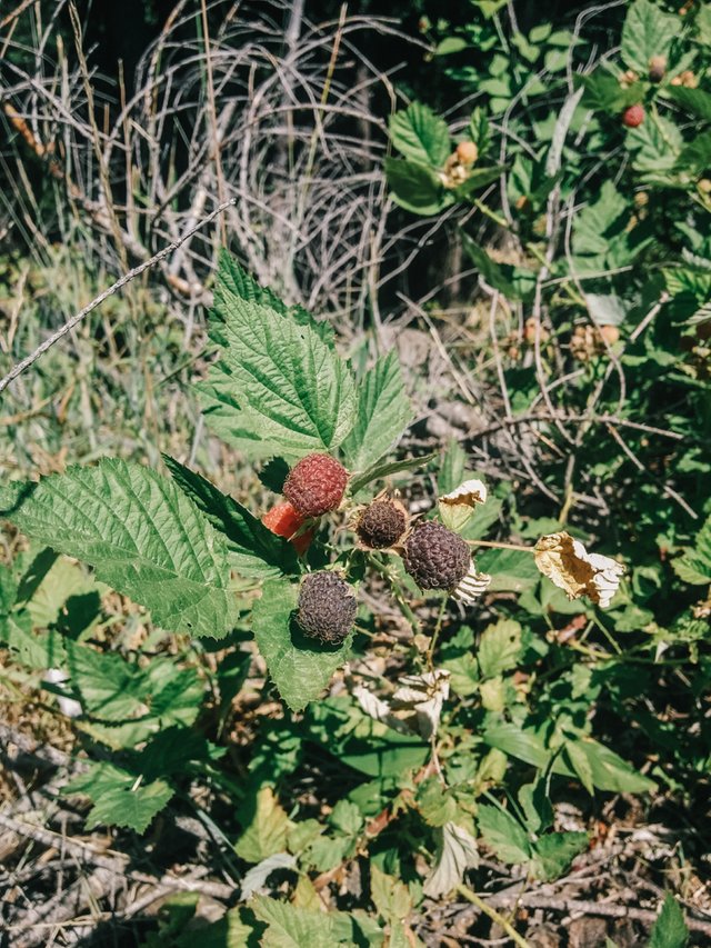 blackcapraspberries6.jpg