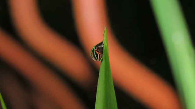 raindrop two costa rica.jpg