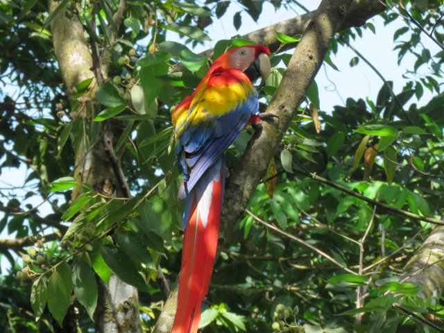 mccaw costa rica.jpg