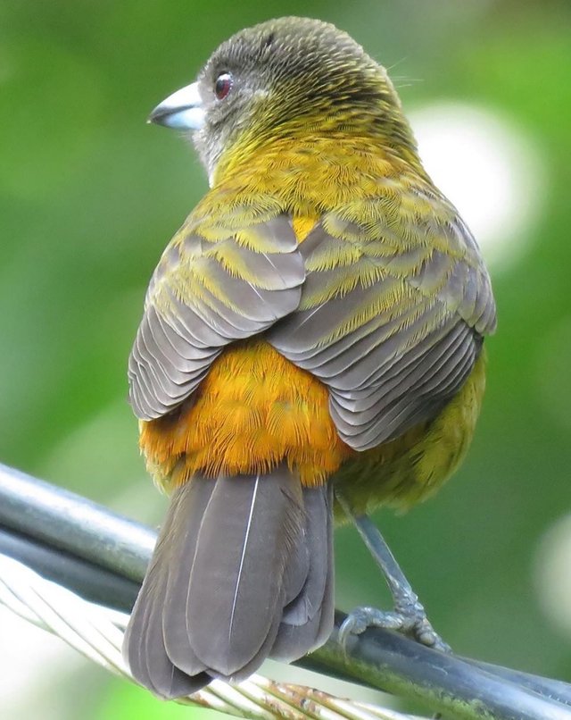 tanager from behind costa rica.jpg