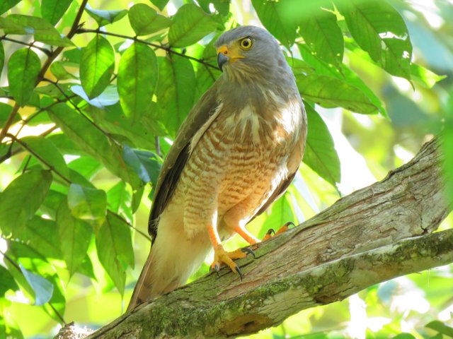 roadside hawk costa rica.jpg