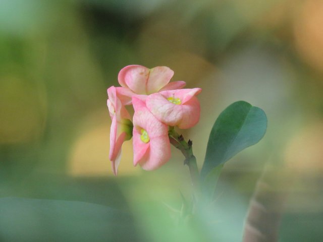 thorny pink flower bokeh costa rica.jpg