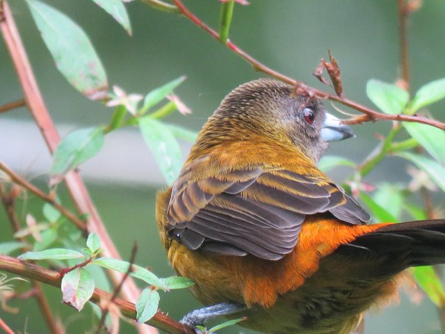 Female tanager costa rica.jpg