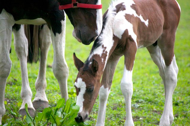 baby horse 1.jpg