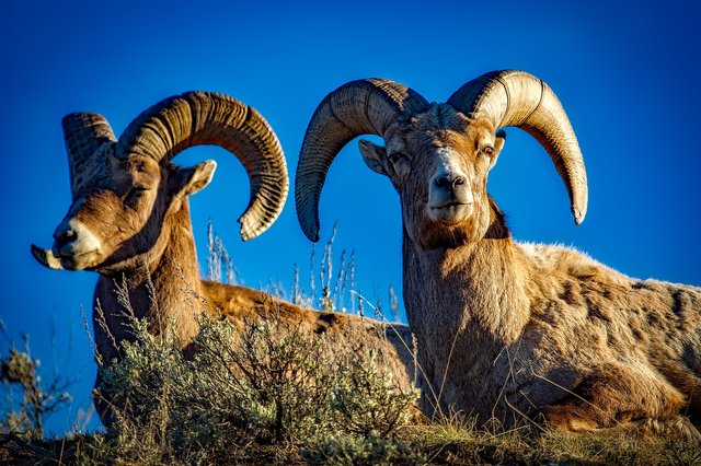 bighorn1721514_1920.jpg