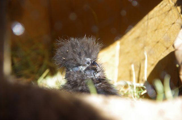 Silkie hen nodding off and head falling back