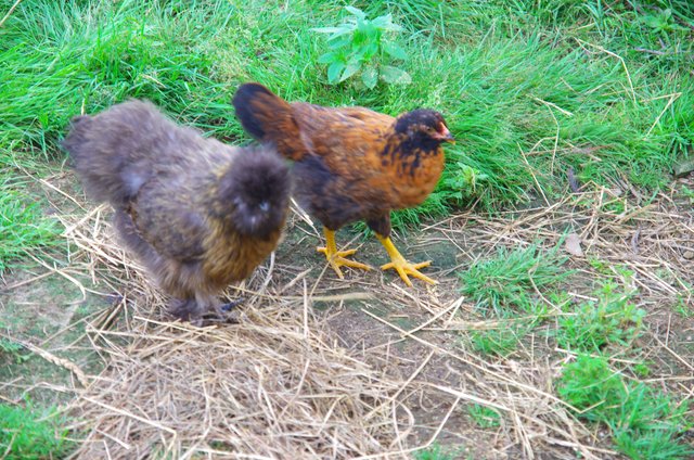 Brown Silkie hen and juvenile Ameracuana hen