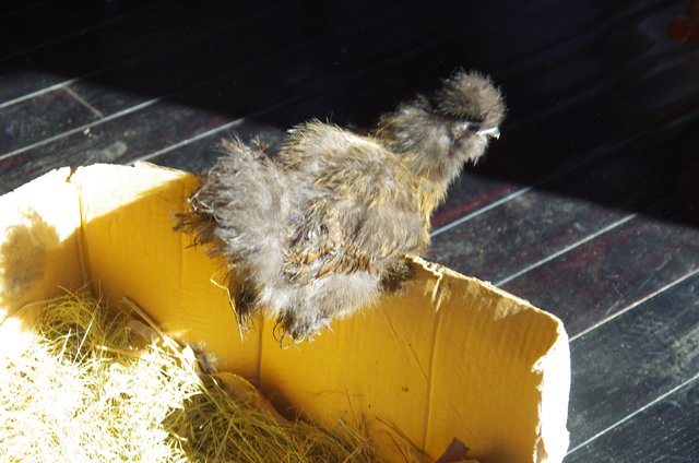 young brown Silkie hen perched on edge of cardboard box