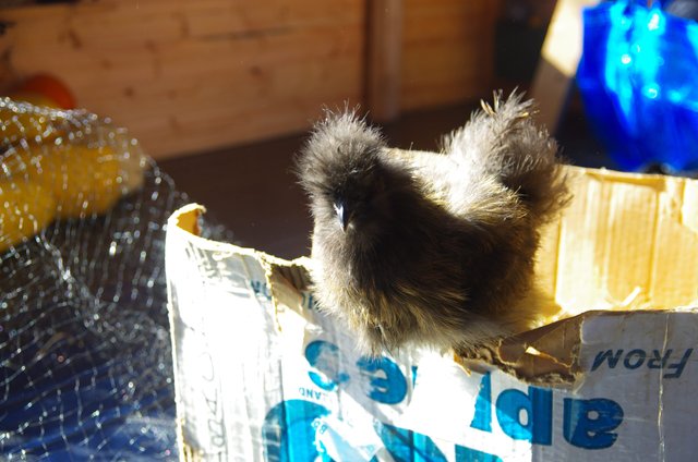 young Silkie chicken perched on the edge of an apple box