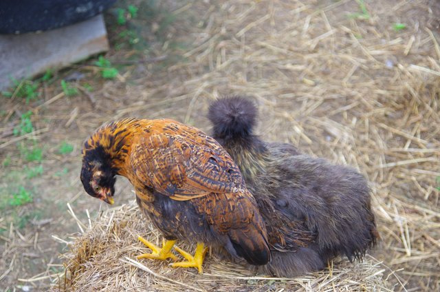 Brown Silkie and young Ameracuana hen sitting on a hay bale close together