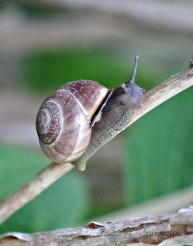 a snails moment1.jpg