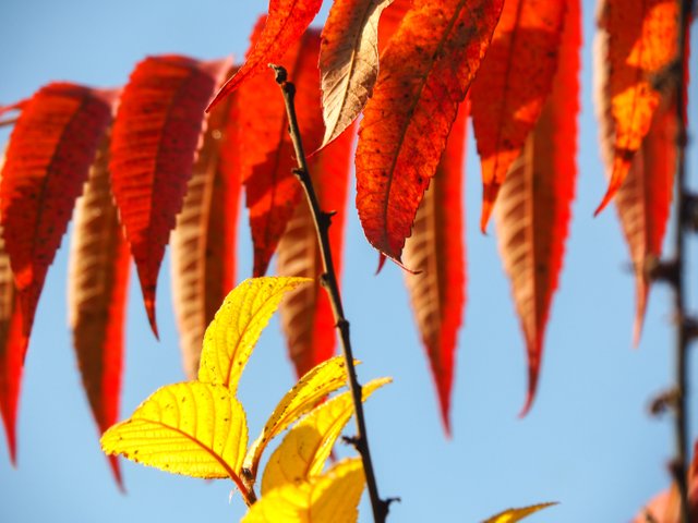 autumn colors 5.jpg