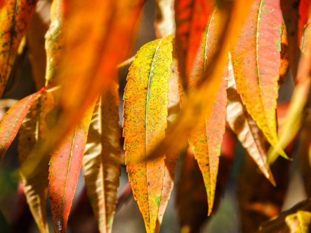 autumn colors 1.jpg