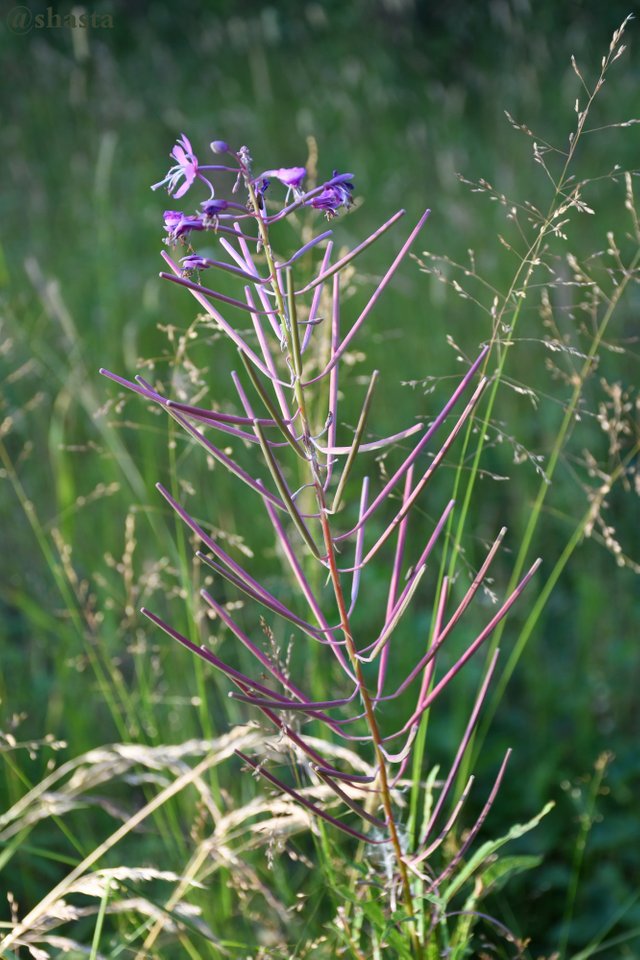 shasta2019sept4th47fireweed2io.jpg