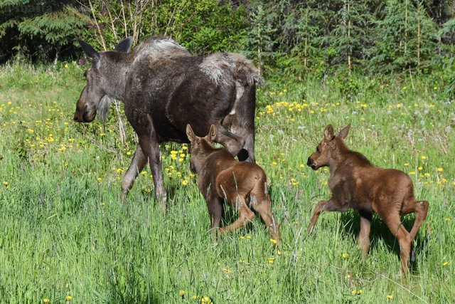 shasta2019aug26th47moose2io.jpg