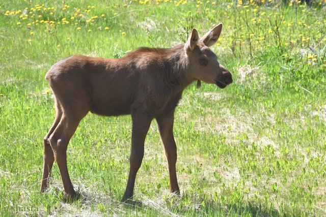 shasta2019sept16th47moose5io.jpg