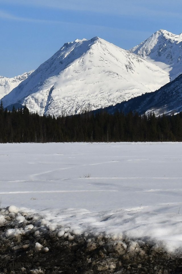 shasta2020feb3rd47tern12io.jpg