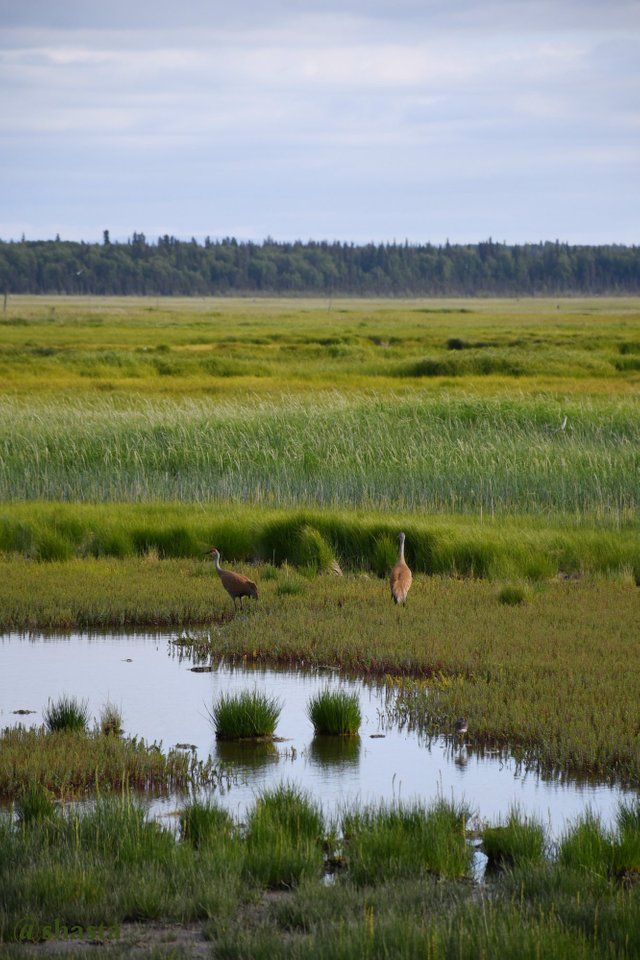 shasta2019sept19th47sandhillcranes1io.jpg