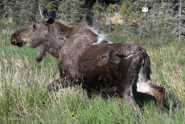 shasta2020march31st47moose5io.jpg