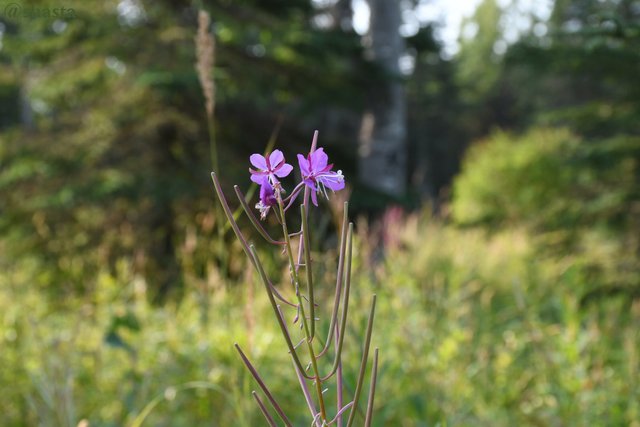 shasta2019sept4th47fireweed3io.jpg